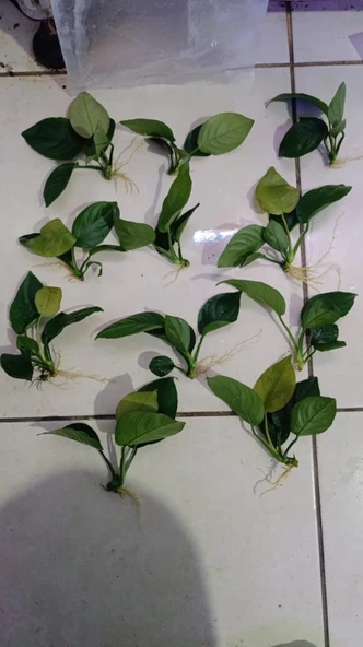 Canlı Bitki L013 Anubias barteri broad leaf - Resim 2