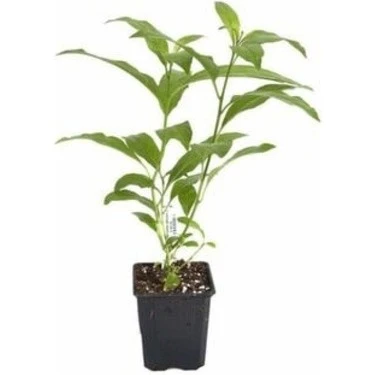 Cestrum Nocturnum Kolonya Çiçeği Gece Yasemini Melisa Çiçeği Fidanı ürün görseli 1