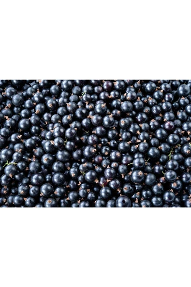 Ocean Spray Cranberry Blackcurrant 1 Lt* 3 Adet - Resim 5