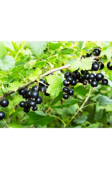 Ocean Spray Cranberry Blackcurrant 1 Lt* 3 Adet - Resim 4