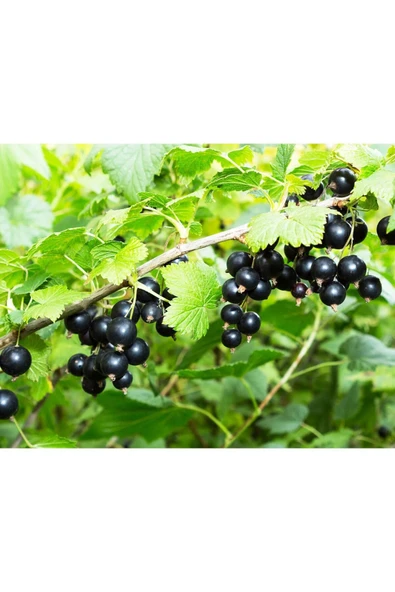 Ocean Spray Cranberry Blackcurrant 1 Lt - Resim 3