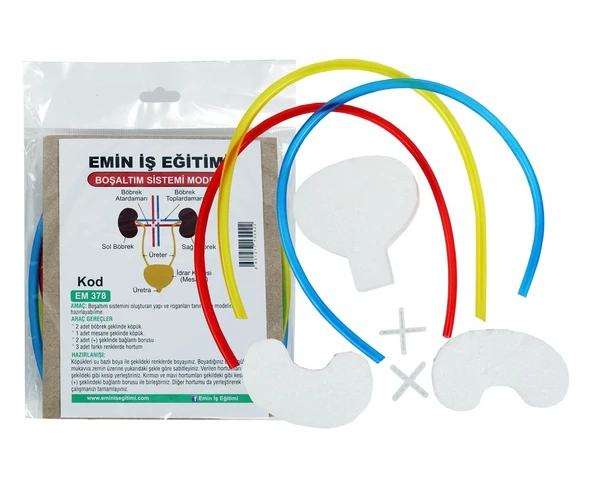 Boşaltım Sistemi Modeli - Fen Bilgisi Okul Projesi ve Deney Seti - Böbrek, Üreter ve Mesane Maketi Kit ürün görseli 1