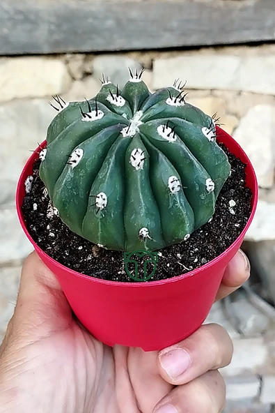 Melocactus Maxonii Inermis – Nadir Tür – Koleksiyonluk Kaktüs ürün görseli 1