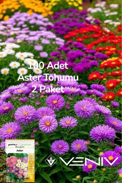 100 Adet Aster Çiçeği Tohumu 2 Paket ürün görseli 1