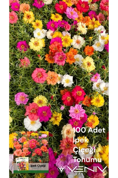 100 Adet İpek Çiçeği Tohumu (Şellaki) 2 Paket ürün görseli 1