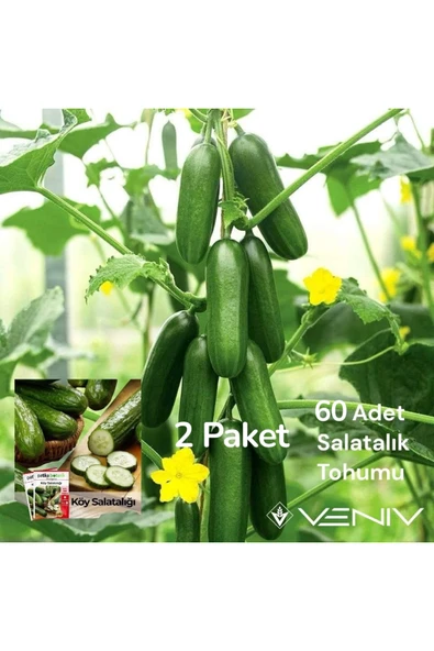 60 Adet Köy Salatalık Tohumu- 2 Paket ürün görseli 1