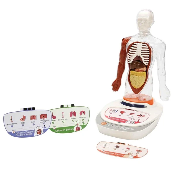 S00005280 BİLİM SET İNSAN VÜCUDU MODELİ 23PRÇ ürün görseli 1