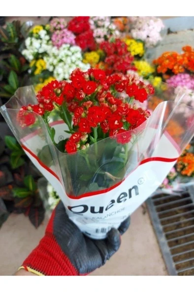 Kalanşo Çiçeği (koyu Kırmızı Renkli ) (12 Cm Lik Saksıda )kardeş Kanı) ürün görseli 1