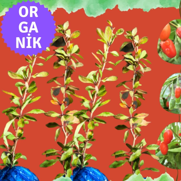 EGET Organik Goji Berry Fidanı (Kurtüzümü) 4 adet - Sarmaşık Türü NQ1 ürün görseli 1