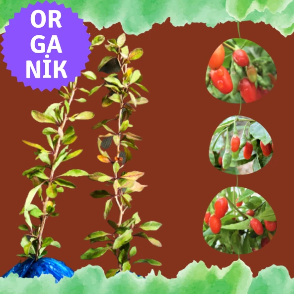 EGET Organik Goji Berry Fidanı (Kurtüzümü) 2 adet - Sarmaşık Türü NQ1 ürün görseli 1