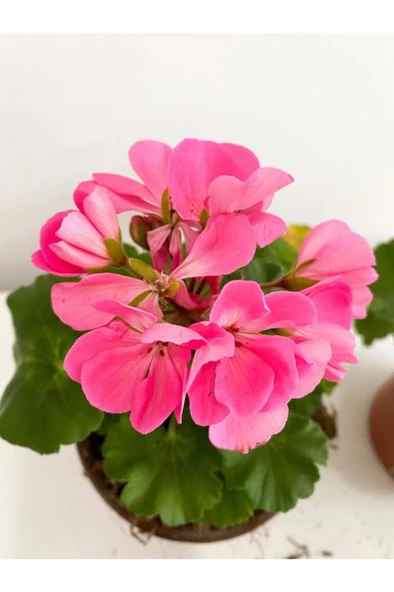 Sardunya Pembe Sarkan Sardunya Pembe Saksılı 10-20 cm ürün görseli 1