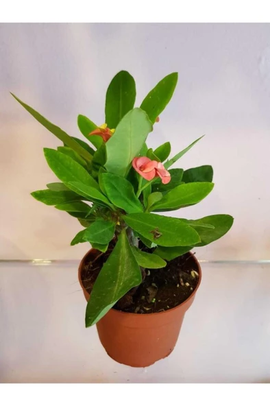 Dikenler Tacı Euphorbia Milli - Resim 2