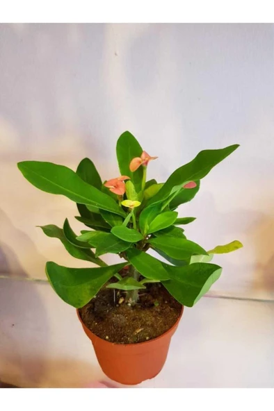 Dikenler Tacı Euphorbia Milli - Resim 4