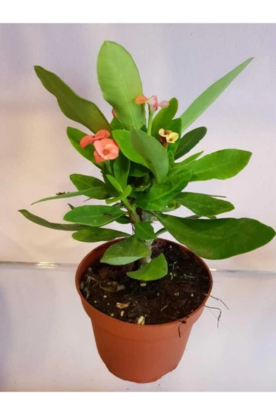 Dikenler Tacı Euphorbia Milli ürün görseli 1