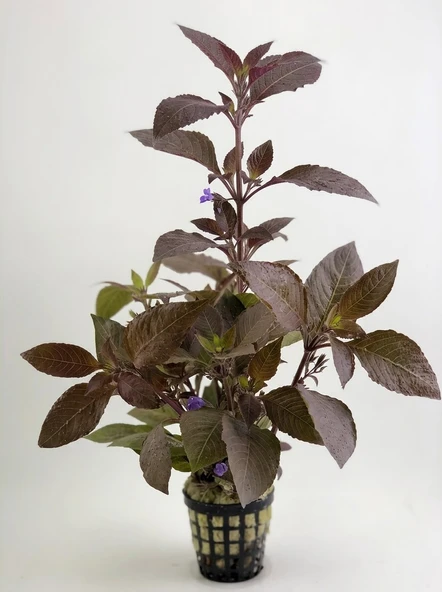 SVGPT Hygrophila Corymbosa Kızıl Limon Akvaryum Bitkisi No:5 ürün görseli 1