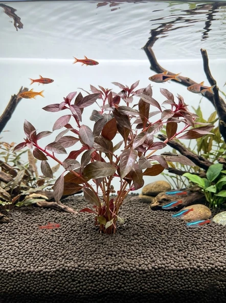 SVGPT Ludwigia Repens Canlı Akvaryum Bitkisi No:1 ürün görseli 1
