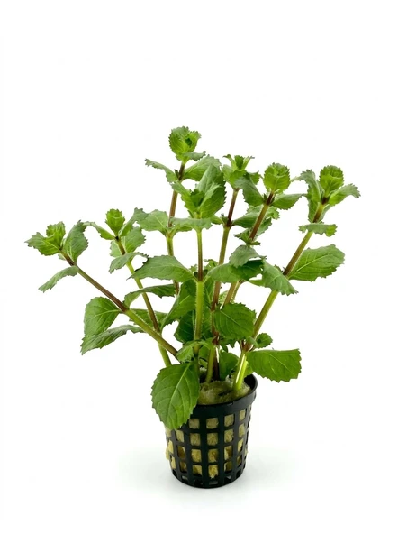 SVGPT Hygrophila Difformis Çınar Akvaryum Bitkisi No:4 ürün görseli 1