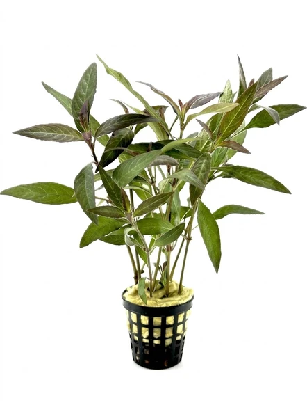 Hygrophila Angustifolia Red (Kızıl Tütün) Canlı Akvaryum Bitkisi No:7 ürün görseli 1