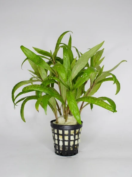 SVGPT Hygrophila Lacustris (Tütün) Canlı Akvaryum Bitkisi No:21 ürün görseli 1