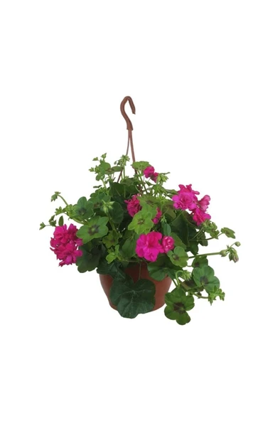 Sakız Sardunya Çiçeği Fidanı 10-20 Cm ürün görseli 1