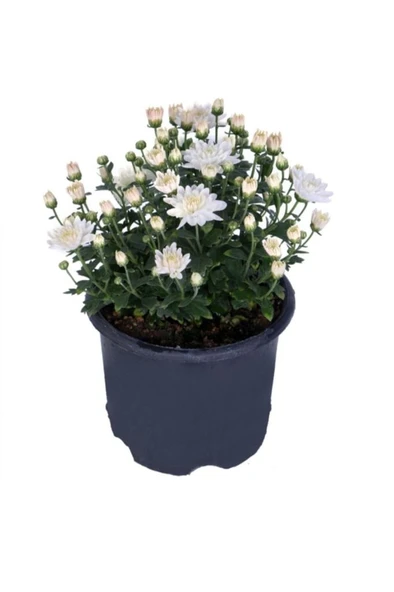 Beyaz Kasımpatı Çiçeği 15-25 cm ürün görseli 1