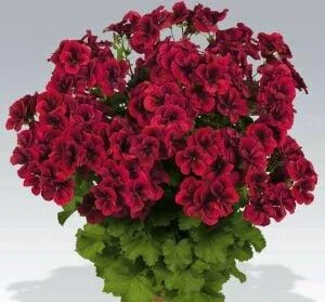 Parlak Kırmızı canan sardunya fidesi pelargonium aristo 10-20 cm ürün görseli 1
