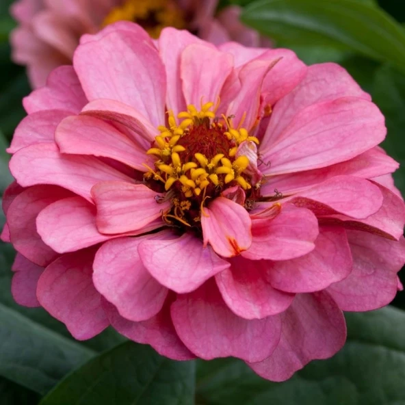 Zinnia Elit Seri Pembe Renk - Saksılık 5 Tohum ürün görseli 1