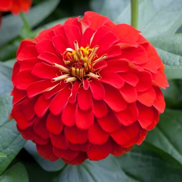 Zinnia Elit Seri Kırmızı Renk - Saksılık 5 Tohum ürün görseli 1