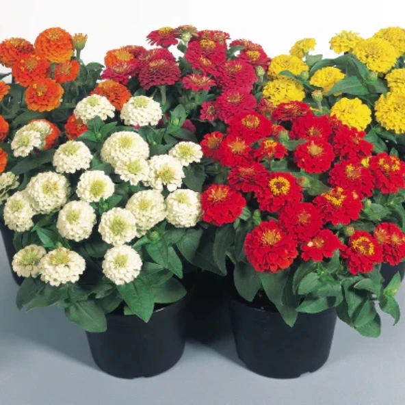 Zinnia Elit Seri Karışık Renk - Saksılık 5 Tohum ürün görseli 1
