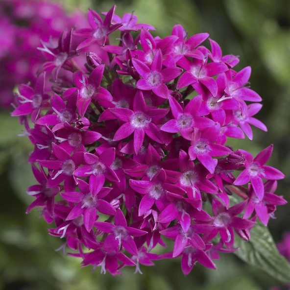 Pentas Elite Seri Viyolet Renk - Saksılık 5 Tohum ürün görseli 1