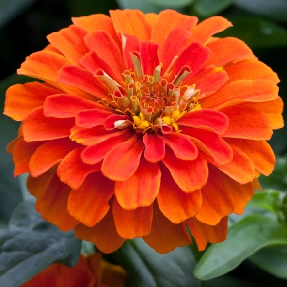Zinnia Elit Seri Turuncu Renk - Saksılık 5 Tohum ürün görseli 1