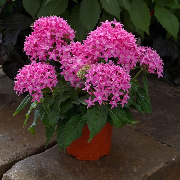 Pentas Elite Seri Pembe Renk - Saksılık 5 Tohum ürün görseli 1