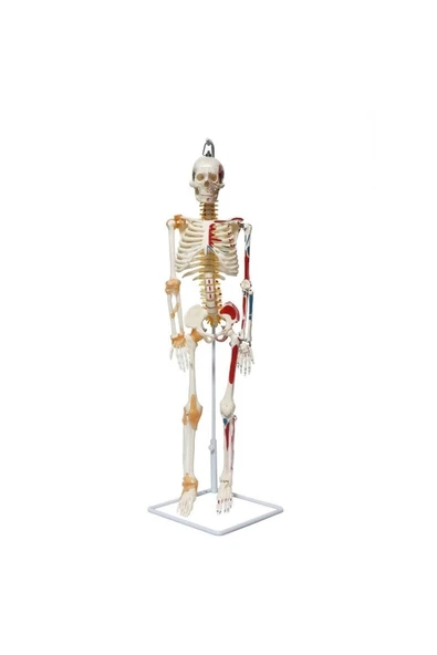 FİZYOMALZEME Tam İskelet Maketi 85 cm Model 9 ürün görseli 1