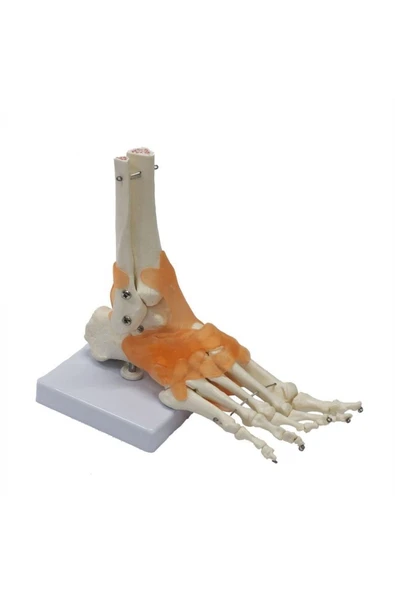 MEDİKALCİM Omurga Ayak Maketi Model 29 - Resim 4