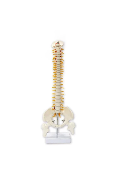 MAXİ Omurga Maketi 45 Cm Model 13 ürün görseli 1
