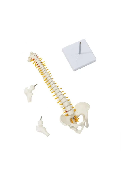 MAXİ Omurga Maketi 45 Cm Model 13 - Resim 3