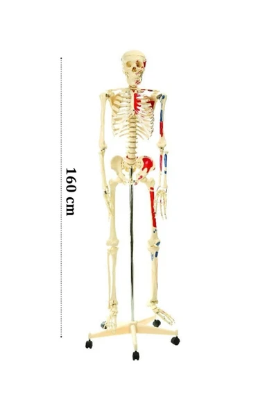 medikaltec İskelet Modeli 160cm İnsan İskeleti Gerçek Boyut ürün görseli 1