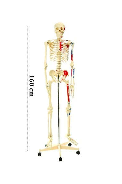 medikaltec İskelet Modeli 160 CM ürün görseli 1