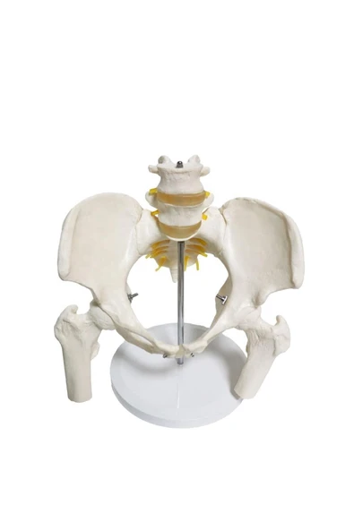 MAXİ Omurga Pelvis Maketi Model 24 ürün görseli 1