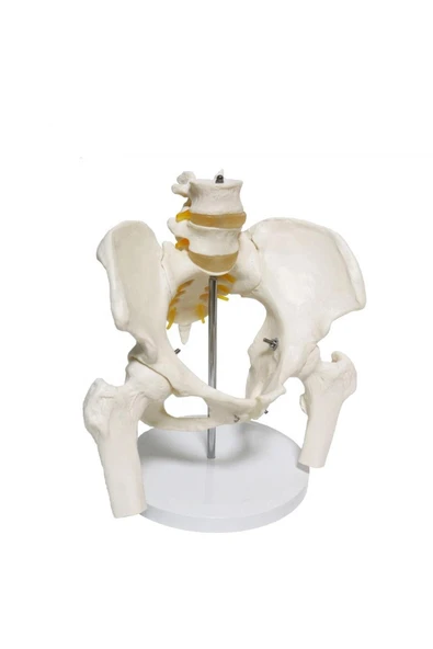 MAXİ Omurga Pelvis Maketi Model 24 - Resim 3