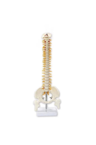 Omurga Maketi 45 Cm Model 13 ürün görseli 1