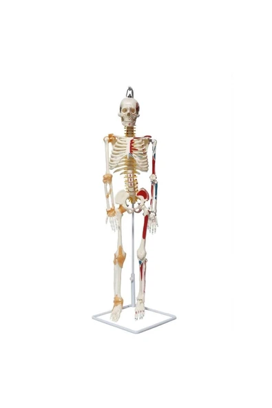 Tam Iskelet Maketi 85 Cm Model 9 ürün görseli 1