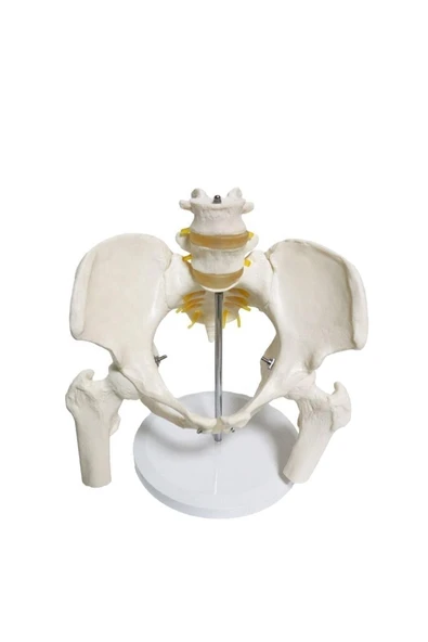 Omurga Pelvis Maketi ürün görseli 1