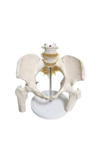 Omurga Pelvis Maketi ürün görseli 1