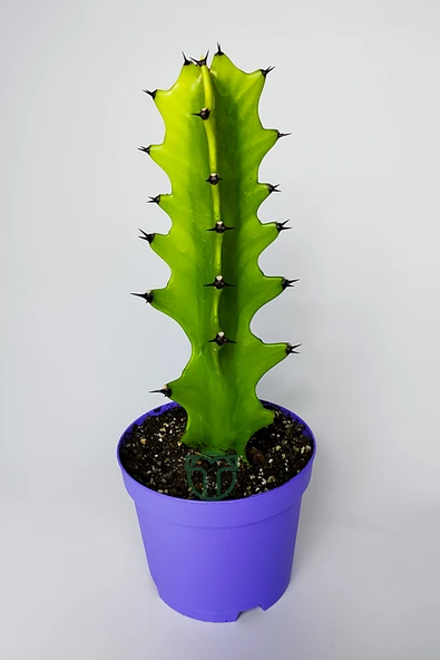 Euphorbia Kaktüs (Süt Ağacı) – Aşı Altı Uyumlu, Kolay Bakım ürün görseli 1