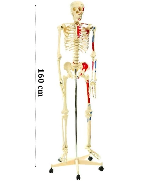 İskelet Modeli 160cm İnsan İskeleti Gerçek Boyut ürün görseli 1