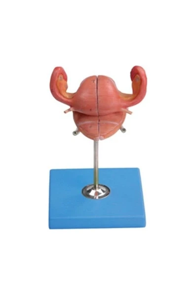 Uterus Maketi ürün görseli 1