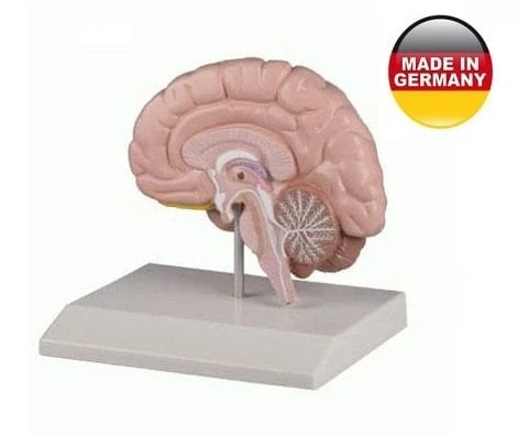 Beyin Modeli - Sağ Beyin ürün görseli 1