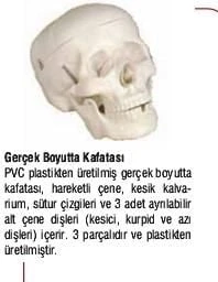 Kuru Kafa Maketi ürün görseli 1
