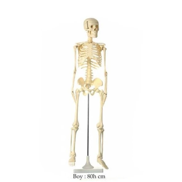 İskelet Maketi Küçük Boy ürün görseli 1